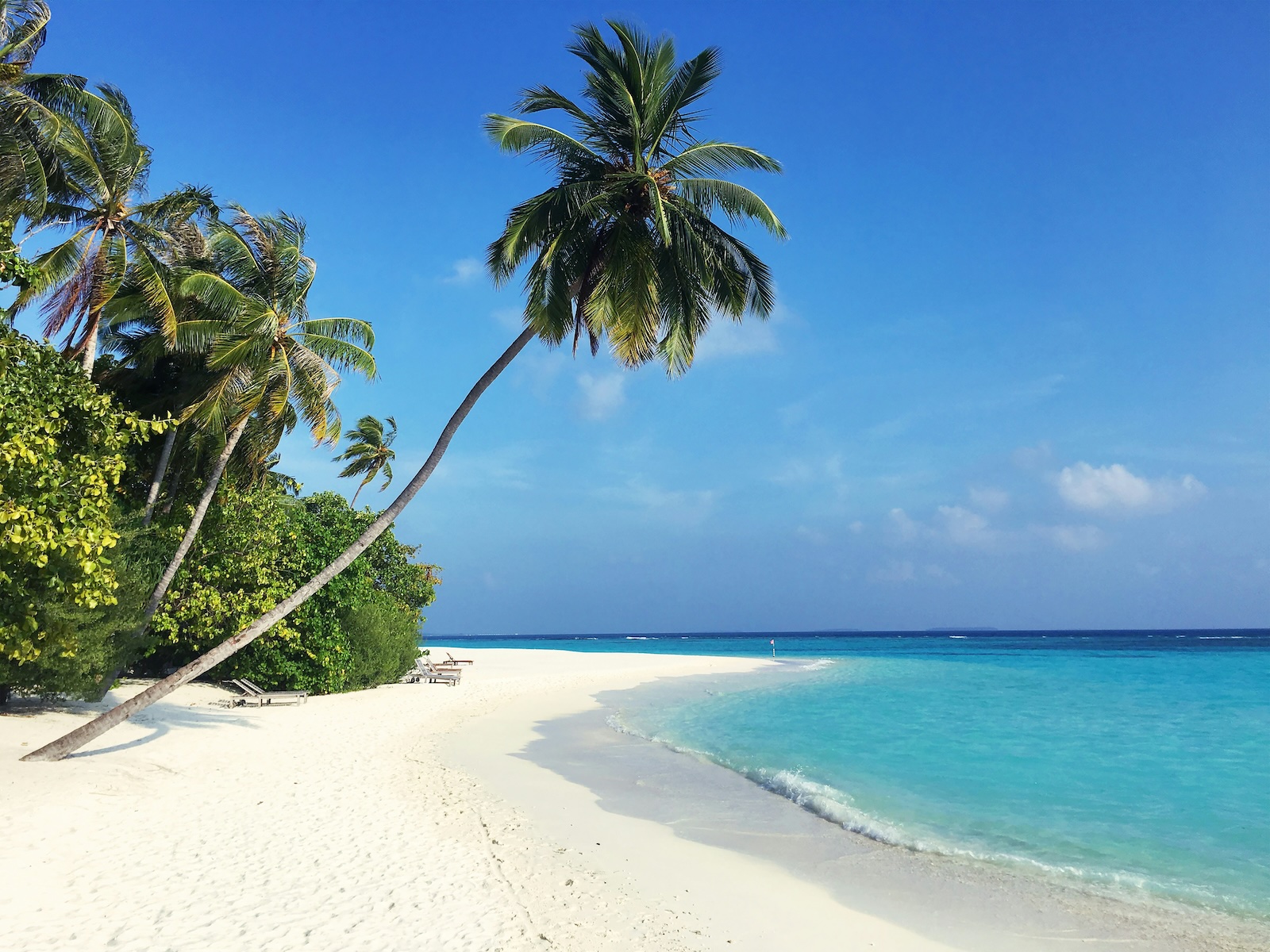 A palm leaning over white sand beside a turquoise lagoon