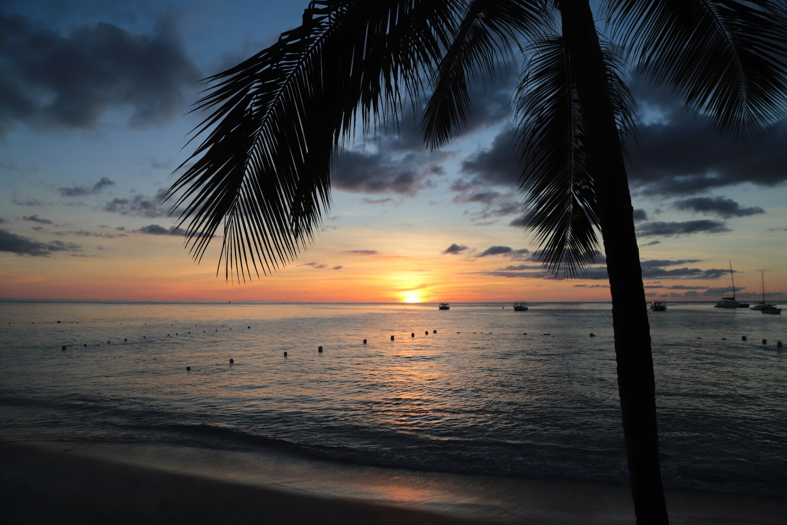Sunset over a calm sea, framed by a palm